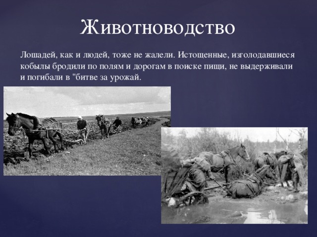 Животноводство Лошадей, как и людей, тоже не жалели. Истощенные, изголодавшиеся кобылы бродили по полям и дорогам в поиске пищи, не выдерживали и погибали в 