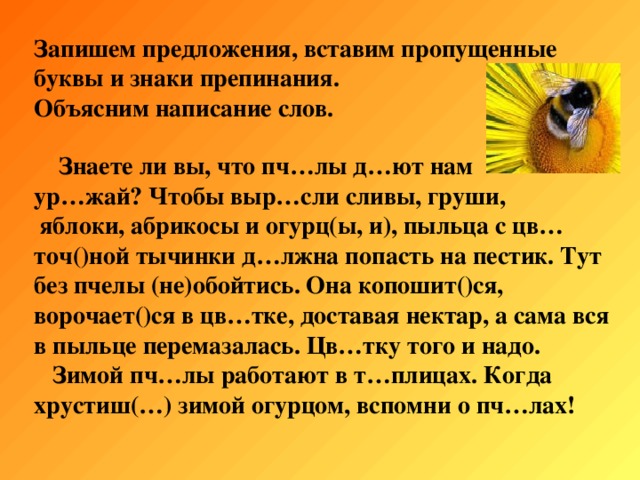 Запишем предложения, вставим пропущенные буквы и знаки препинания. Объясним написание слов.  Знаете ли вы, что пч…лы д…ют нам ур…жай? Чтобы выр…сли сливы, груши,  яблоки, абрикосы и огурц ( ы, и), пыльца с цв…точ()ной тычинки д…лжна попасть на пестик. Тут без пчелы (не)обойтись. Она копошит()ся, ворочает()ся в цв…тке, доставая нектар, а сама вся в пыльце перемазалась. Цв…тку того и надо.  Зимой пч…лы работают в т…плицах. Когда хрустиш(…) зимой огурцом, вспомни о пч…лах! 