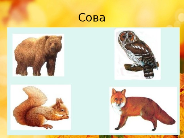 Сова 