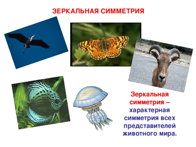 ЗЕРКАЛЬНАЯ СИММЕТРИЯ Зеркальная симметрия – характерная симметрия всех представителей животного мира. 