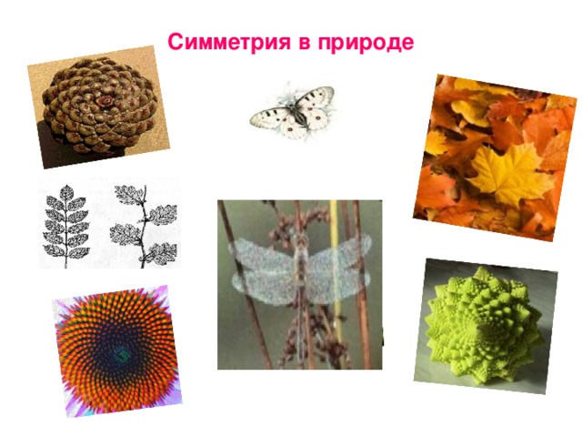 Симметрия в природе 