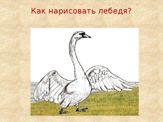 Как нарисовать лебеденка