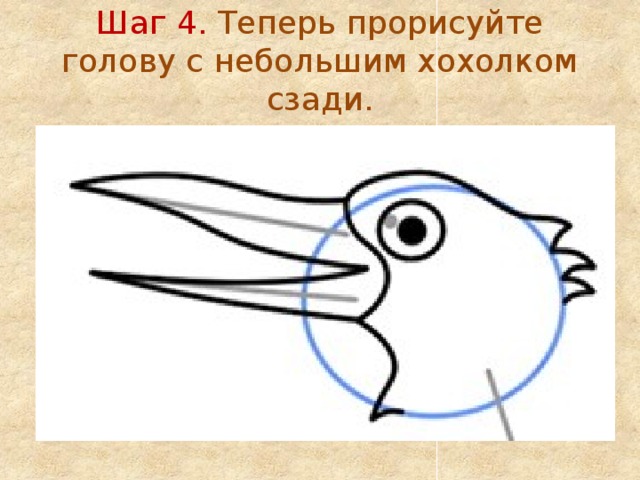 Шаг 4. Теперь прорисуйте голову с небольшим хохолком сзади. 