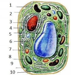 Рассмотрите рисунок растительной клетки рисунок 1