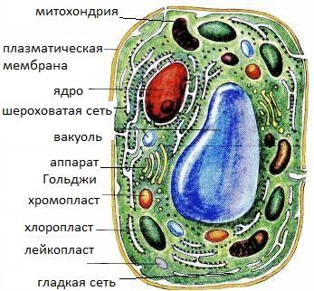 Строение растительной клетки картинка