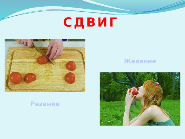 сдвиг Жевание Резание 