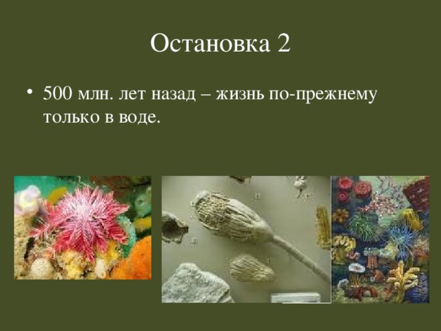 Остановка 2 500 млн. лет назад – жизнь по-прежнему только в воде. 