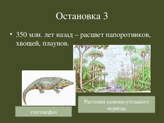 Остановка 3 350 млн. лет назад – расцвет папоротников, хвощей, плаунов. Растения каменноугольного периода стегоцефал 