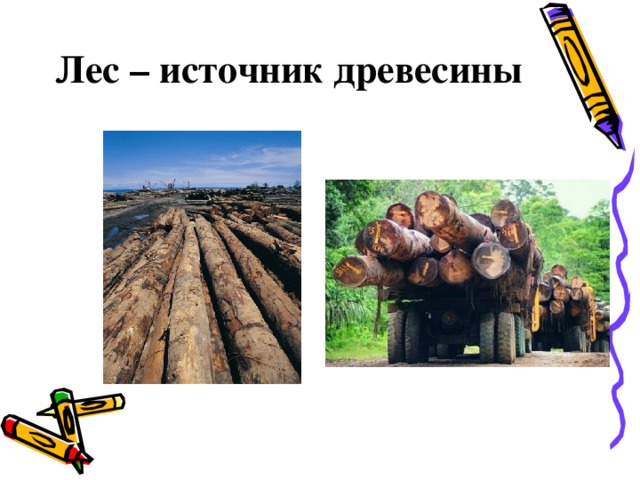 Лес источник древесины