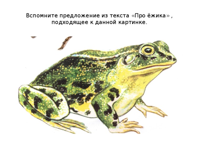 Вспомните предложение из текста «Про ёжика» , подходящее к данной картинке. 