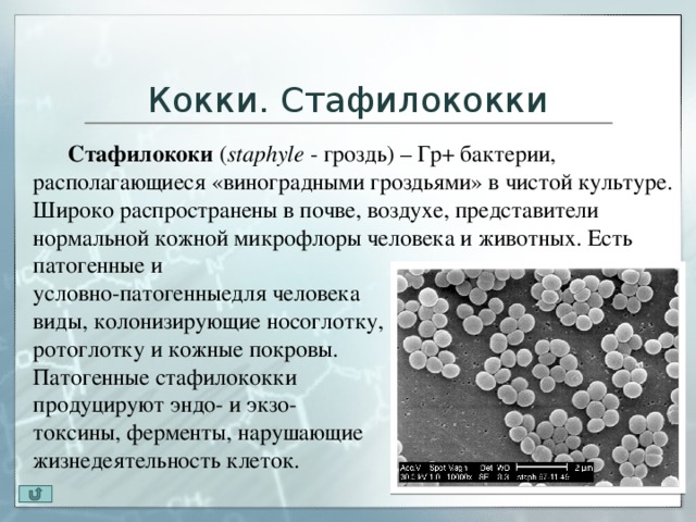 Тест стрептококк группы а. Представители бактерий кокки. Стафилококк описание бактерии. Стафилококк описание. Стафилококки это определение.