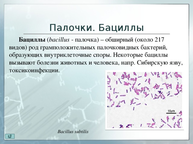 Бацилы. Грамположительные бактерии палочковидные бациллы. Бактерии рода Bacillus споры. Бактерии палочки характеристика. Характеристика палочек бацилл бактерий.