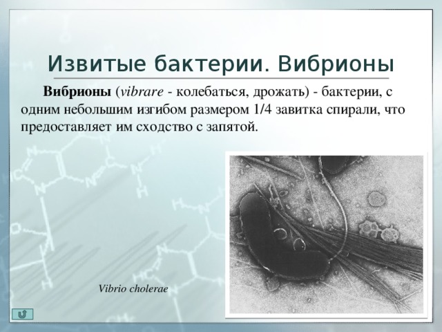 Холерный вибрион презентация