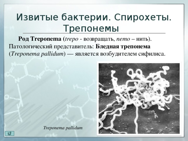 Заболевания вызываемые трепонемой. Бледная трепонема (Treponema pallidum). Трепонема паллидиум представитель. Бактерии спирохеты заболевания.