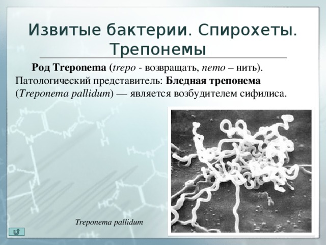 Трепонема микробиология презентация