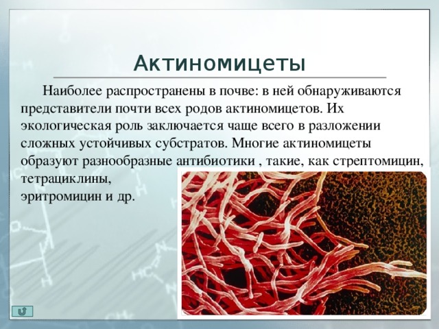 Заболевания вызванные почвой. Нитчатые бактерии — актиномицеты. Актиномицеты строение микробиология. Мицелий актиномицетов микроскопия. Актиномицеты микробиология жизненный цикл.