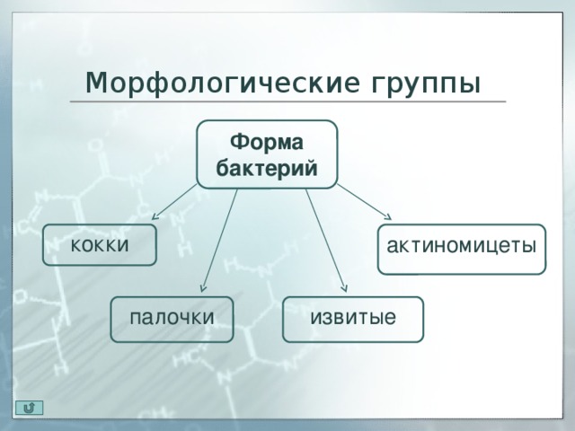 Группа форма жизни