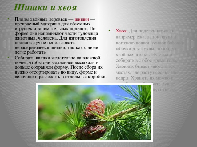 Шишки и хвоя Хвоя. Для поделки игрушек, например ежа, лапок паука и коготков кошки, усиков бабочки, юбочки для куклы, подойдут хвойные иголки. Их можно собирать в любое время года. Хвоинок бывает много в тех местах, где растут сосны, ели, кедры. Хранить их можно в коробочках. В работе лучше использовать зеленую хвою. Плоды хвойных деревьев — шишки — прекрасный материал для объемных игрушек и занимательных поделок. По форме они напоминают части туловища животных, человека. Для изготовления поделок лучше использовать нераскрывшиеся шишки, так как с ними легче работать. Собирать шишки желательно на влажной почве, чтобы они медленнее высыхали и дольше сохраняли форму. После сбора их нужно отсортировать по виду, форме и величине и разложить в отдельные коробки. 