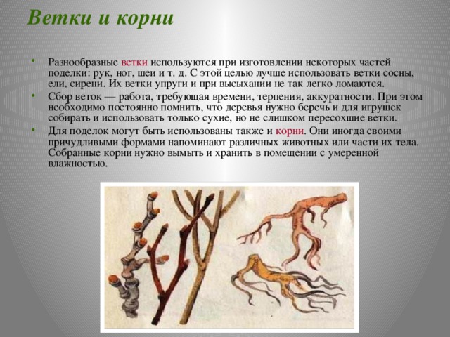 Ветки и корни Разнообразные ветки используются при изготовлении некоторых частей поделки: рук, ног, шеи и т. д. С этой целью лучше использовать ветки сосны, ели, сирени. Их ветки упруги и при высыхании не так легко ломаются. Сбор веток — работа, требующая времени, терпения, аккуратности. При этом необходимо постоянно помнить, что деревья нужно беречь и для игрушек собирать и использовать только сухие, но не слишком пересохшие ветки. Для поделок могут быть использованы также и корни . Они иногда своими причудливыми формами напоминают различных животных или части их тела. Собранные корни нужно вымыть и хранить в помещении с умеренной влажностью. 