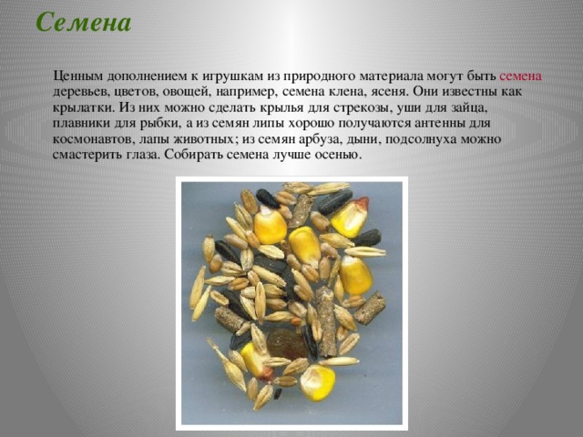 Семена  Ценным дополнением к игрушкам из природного материала могут быть семена деревьев, цветов, овощей, например, семена клена, ясеня. Они известны как крылатки. Из них можно сделать крылья для стрекозы, уши для зайца, плавники для рыбки, а из семян липы хорошо получаются антенны для космонавтов, лапы животных; из семян арбуза, дыни, подсолнуха можно смастерить глаза. Собирать семена лучше осенью. 