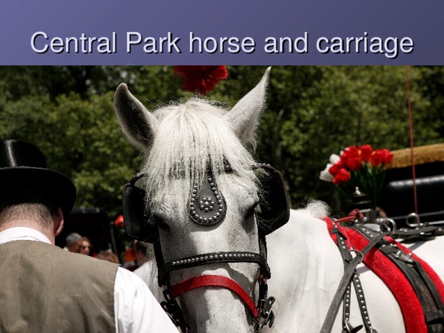 Central Park horse and carriage  