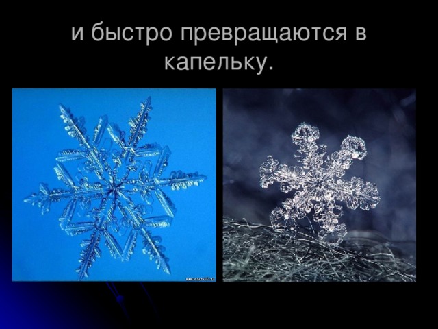 и быстро превращаются в капельку. 