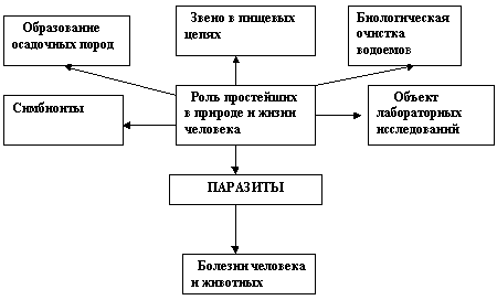 Составить схему значение. Схема значение простейших. Схема роль простейших. Значение простейших в природе и жизни человека схема. Значение простейших в жизни человека схема.