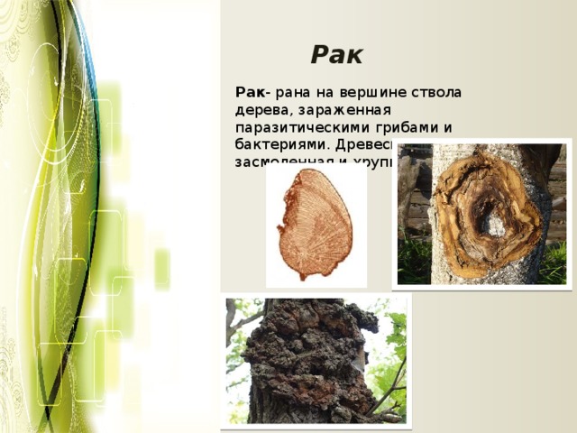 Рак Рак - рана на вершине ствола дерева, зараженная паразитическими грибами и бактериями. Древесина рыхлая, засмоленная и хрупкая. 