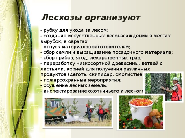 Лесхозы организуют - рубку для ухода за лесом; - создание искусственных лесонасаждений в местах вырубок, в оврагах; - отпуск материалов заготовителям; - сбор семян и выращивание посадочного материала; - сбор грибов, ягод, лекарственных трав; - переработку низкосортной древесины, ветвей с листьями, корней для получения различных продуктов (деготь, скипидар, смолистые вещества); - пожароохранные мероприятия; - осушение лесных земель; - инспектирование охотничьего и лесного хозяйства. 