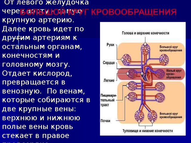  От левого желудочка  через аорту – самую крупную артерию. Далее кровь идет по другим артериям к остальным органам, конечностям и головному мозгу. Отдает кислород, превращается в венозную. По венам, которые собираются в две крупные вены: верхнюю и нижнюю полые вены кровь стекает в правое предсердие . 