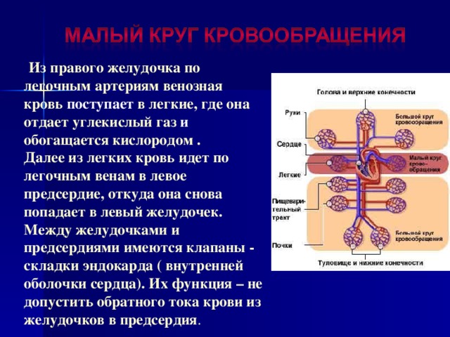  Из правого желудочка по легочным артериям венозная кровь поступает в легкие, где она отдает углекислый газ и обогащается кислородом . Далее из легких кровь идет по легочным венам в левое предсердие, откуда она снова попадает в левый желудочек. Между желудочками и предсердиями имеются клапаны - складки эндокарда ( внутренней оболочки сердца). Их функция – не допустить обратного тока крови из желудочков в предсердия . 