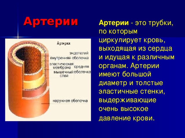 Артерии Артерии - это трубки, по которым циркулирует кровь, выходящая из сердца и идущая к различным органам. Артерии имеют большой диаметр и толстые эластичные стенки, выдерживающие очень высокое давление крови .    