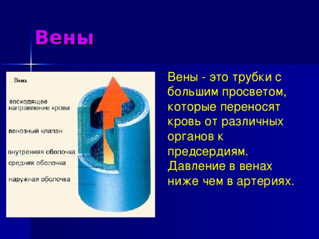 Презентация к уроку биологии по теме Кровообращение