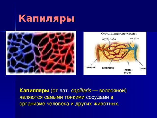 Капиляр. Капилляры являются сосудами. Расположение капилляров. Капилляр (биология).