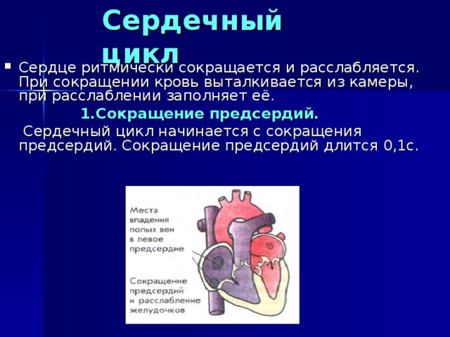 Сердечный цикл Сердце ритмически сокращается и расслабляется. При сокращении кровь выталкивается из камеры, при расслаблении заполняет её.  1.Сокращение предсердий.  Сердечный цикл начинается с сокращения предсердий. Сокращение предсердий длится 0,1с. 