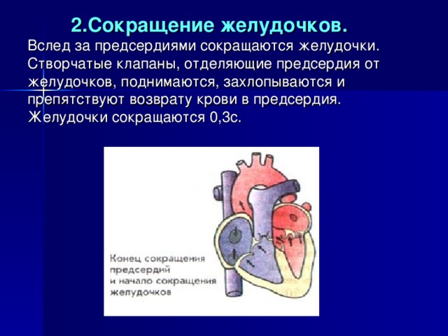 Сокращение желудочков. Сокращение предсердий и желудочков. Сокращение предсердий сокращение желудочков. Предсердие сокращается.