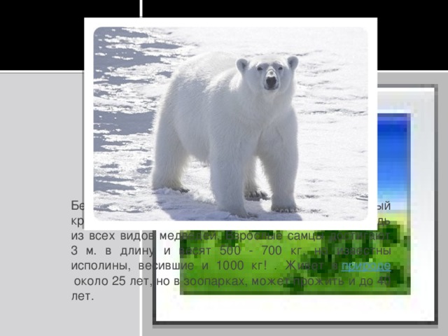 Вставка рисунка Белый медведь - житель Арктики.  Он— самый крупный хищник на земле и самый крупный медведь из всех видов медведей. Взрослые самцы достигают 3 м. в длину и весят 500 - 700 кг, но известны исполины, весившие и 1000 кг! . Живет в  природе  около 25 лет, но в зоопарках, может прожить и до 40 лет.  