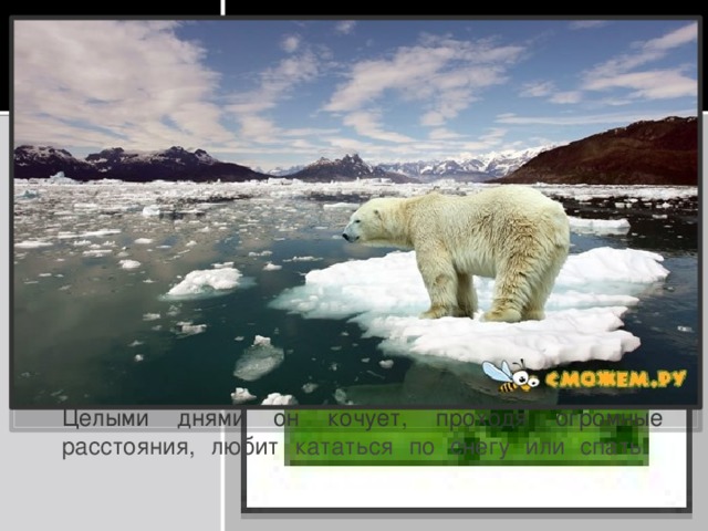 Вставка рисунка Целыми днями он кочует, проходя огромные расстояния, любит кататься по снегу или спать.     