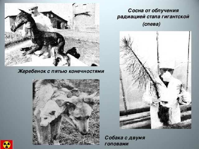 Сосна от облучения радиацией стала гигантской (слева)   Жеребенок с пятью конечностями Собака с двумя головами 