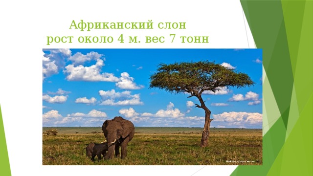 Презентация где живут слоны 1 класс окружающий мир школа россии презентация