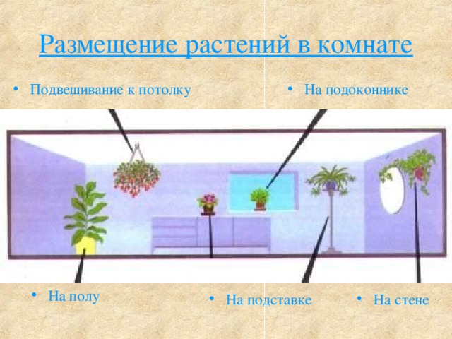 Презентация оформление интерьера комнатными растениями 7 класс технология