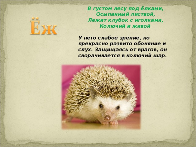 Схоронился под пенек с иголками клубок. Схоронился под пенек с иголками клубок загадка. С̾х̾о̾р̾о̾н̾и̾л̾с̾я̾ с клубок пенек под иголками. Клубок с иголками схоронился.