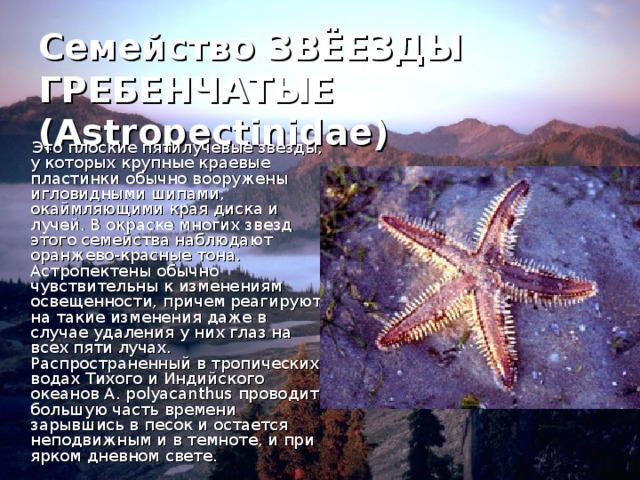 Гребенчатые звёзды - 2938415