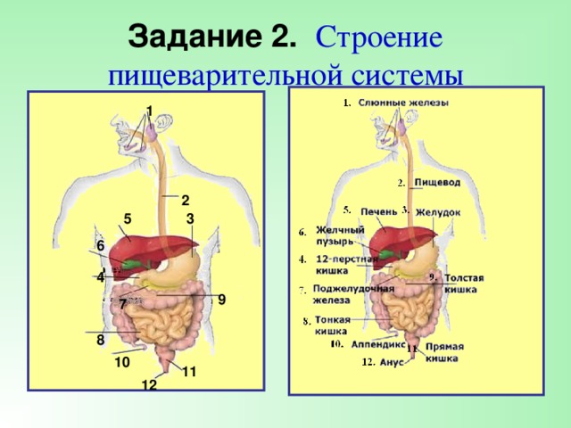 Задание 2. Строение пищеварительной системы 1 2 3 5 6 4 9 7 8 10 11 12 