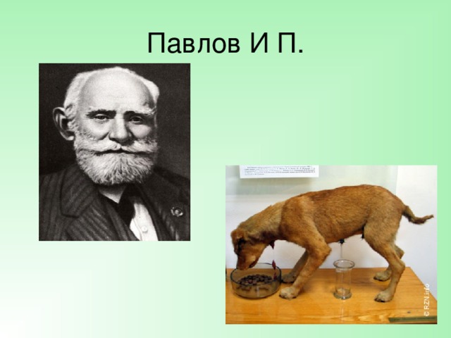 Павлов И П. 