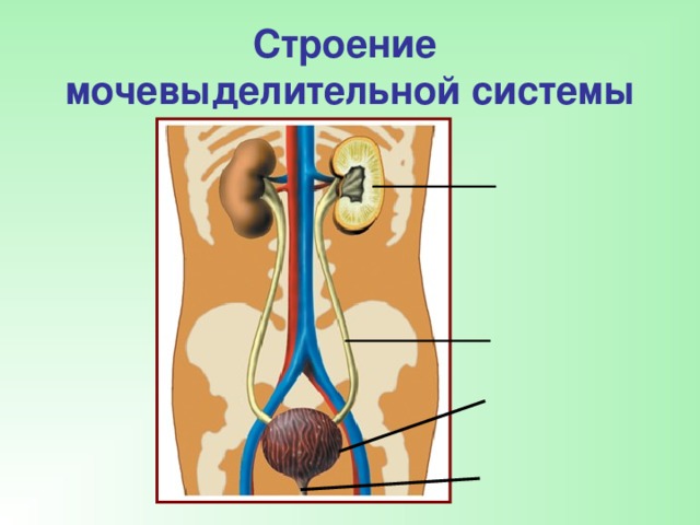 Выделительная система человека рисунок