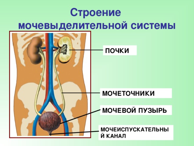 Мочеточники выполняют функцию