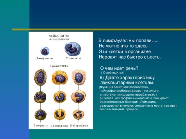  В лимфаузел мы попали…..  Не уютно что то здесь –  Эти клетки в организме  Норовят нас быстро съесть.  О чем идет речь?  ( О лейкоцитах)  6) Дайте характеристику  лейкоцитарным клеткам.   (Функция защитная: эозинофилы,  нейтрофилы обезвреживают токсины и  аллергены; лимфоциты вырабатывают  антитела; нейтрофилы и моноциты пожирают  болезнетворные бактерии. Лейкоциты  разрушаются в печени, селезенке, в месте, где идет  воспалительный процесс.) 