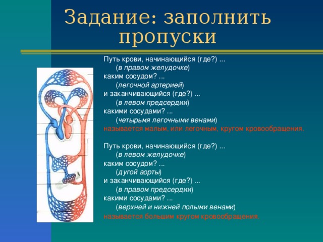 Задание: заполнить пропуски Путь крови, начинающийся (где?) ...  ( в правом желудочке ) каким сосудом? ...  ( легочной артерией ) и заканчивающийся (где?) ...  ( в левом предсердии ) какими сосудами? ...  ( четырьмя легочными венами ) называется малым, или легочным, кругом кровообращения. Путь крови, начинающийся (где?) ...  ( в левом желудочке ) каким сосудом? ...  ( дугой аорты ) и заканчивающийся (где?) ...  ( в правом предсердии ) какими сосудами? ...  ( верхней и нижней полыми венами ) называется большим кругом кровообращения.   