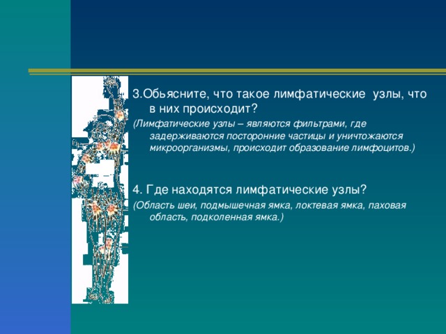 3.Обьясните, что такое лимфатические узлы, что в них происходит? (Лимфатические узлы – являются фильтрами, где задерживаются посторонние частицы и уничтожаются микроорганизмы, происходит образование лимфоцитов.)  4. Где находятся лимфатические узлы? (Область шеи, подмышечная ямка, локтевая ямка, паховая область, подколенная ямка.)  